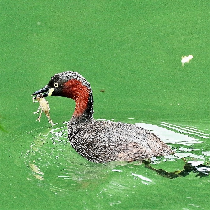 動物園で見かけた野鳥たち(東京都/井の頭自然文化園/カイツブリ）