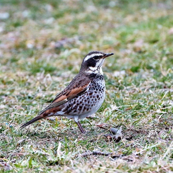 動物園で見かけた野鳥たち(埼玉県/東武動物公園/ツグミ)