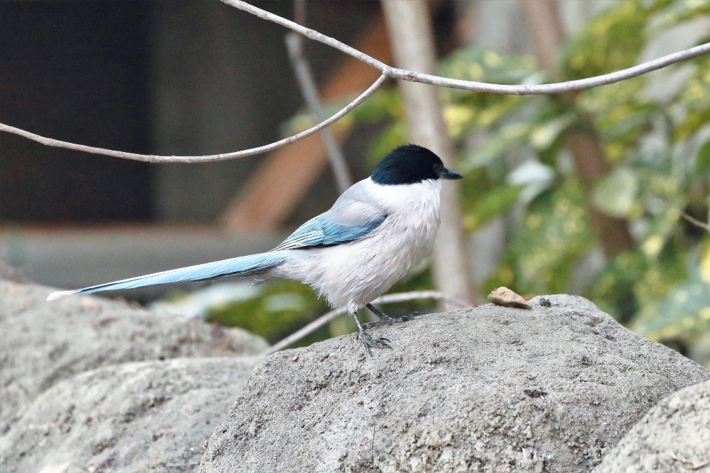 動物園で見かけた野鳥たち(東京都/江戸川区自然動物園/オナガ）