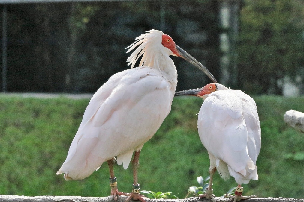 日本の天然記念物、特別天然記念物の鳥たち（石川県/いしかわ動物園/トキ里山館/トキ)