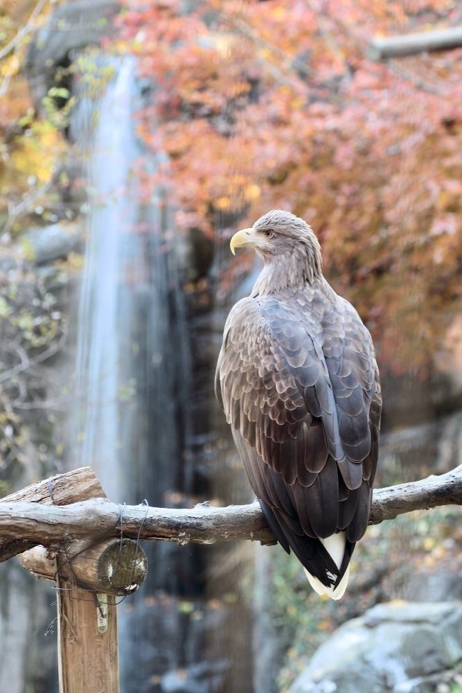 日本の天然記念物、特別天然記念物の鳥たち（東京都/多摩動物公園/フライングバードケージ/オジロワシ)