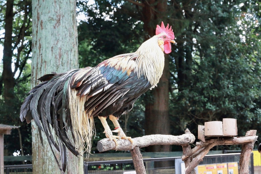 日本の天然記念物、特別天然記念物の鳥たち（埼玉県/智光山公園こども動物園/ショウコク)