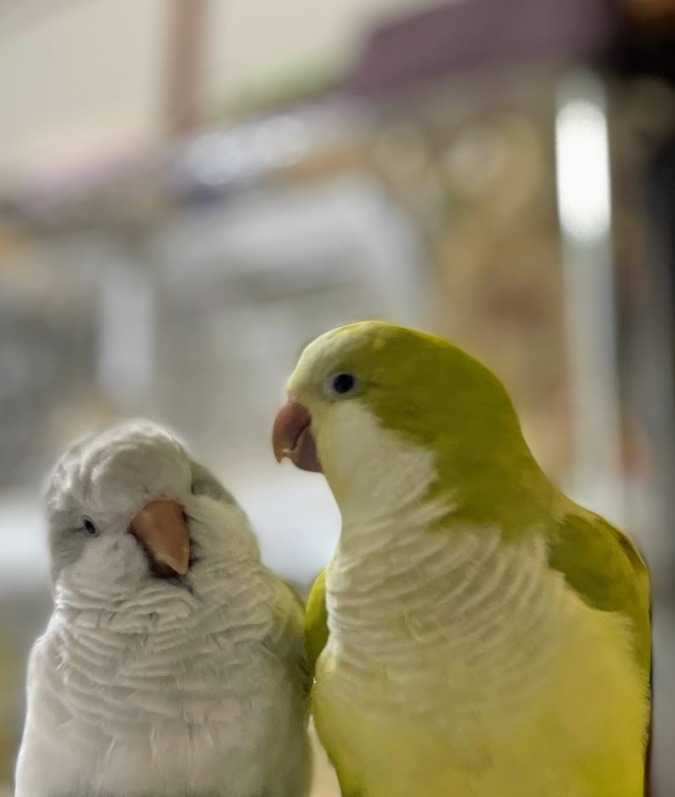 鳥同士でネット通話する研究