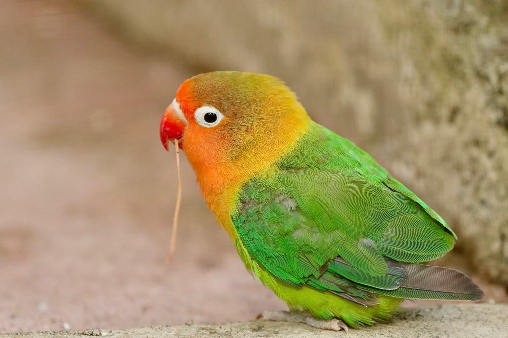 動物園のインコたち（東京都/羽村市動物公園/ルリゴシボタンインコ)