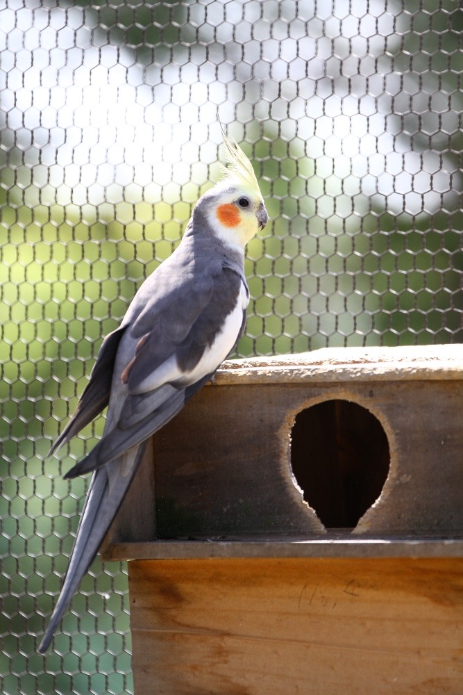 動物園のインコたち（東京都/足立区生物園/オカメインコ)