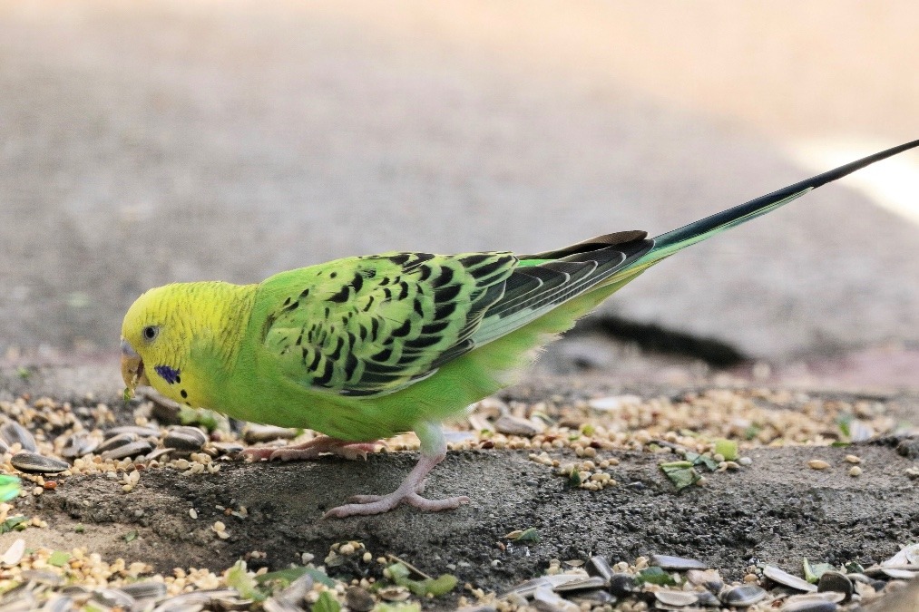 動物園のインコたち（東京都/羽村市動物公園/セキセインコ)