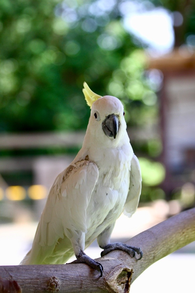 動物園のインコたち（埼玉県/狭山市立智光山公園こども動物園/キバタン/パオ)