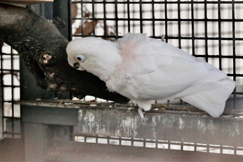 動物園のインコたち（東京都/江戸川区自然動物公園/シロビタイムジオウム)