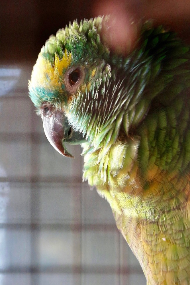 動物園のインコたち（埼玉県/狭山市立智光山公園こども動物園/アオボウシインコ)