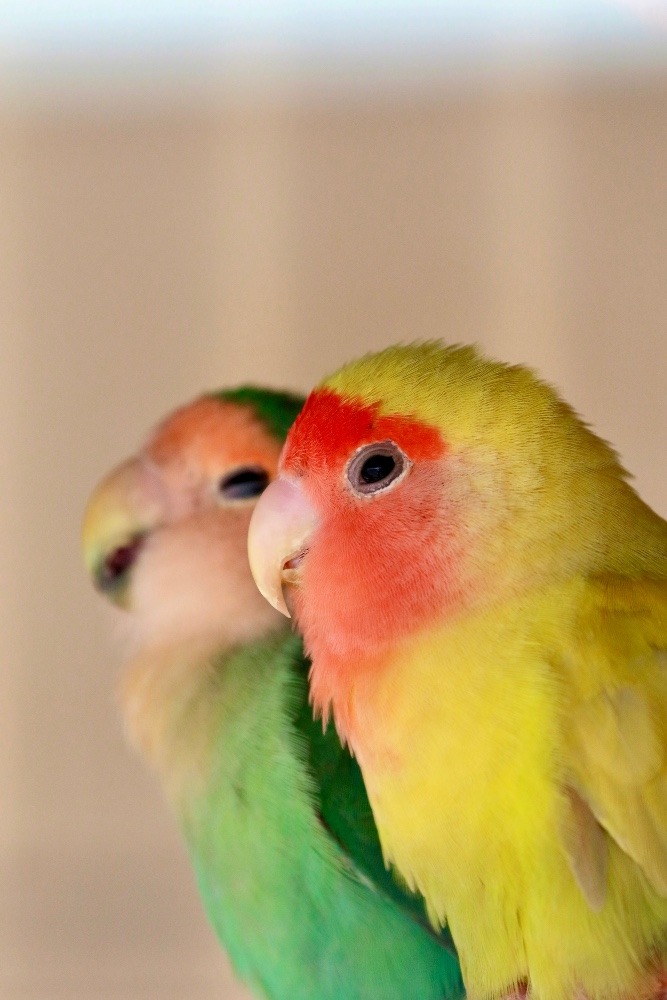 動物園のインコたち（埼玉県/狭山市立智光山公園こども動物園/コザクラインコ)