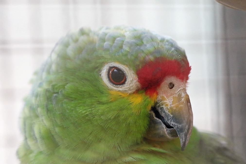 動物園のインコたち（埼玉県/狭山市立智光山公園こども動物園/キホウボウシインコ)
