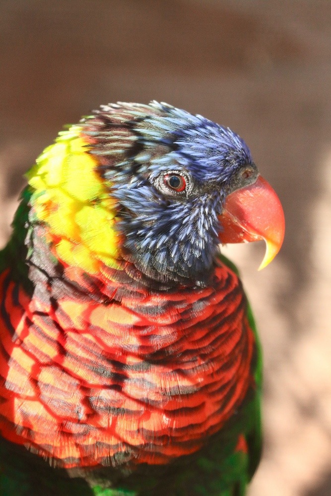 動物園のインコたち（埼玉県/埼玉県こども動物自然公園/フトフムネアカゴシキ)