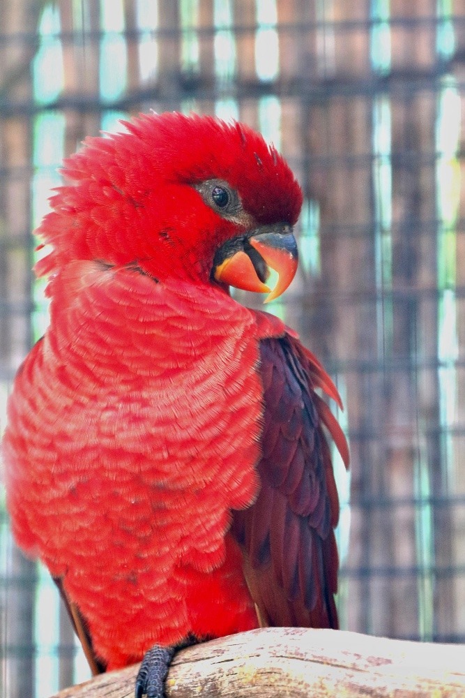 動物園のインコたち（埼玉県/埼玉県こども動物自然公園/ベニインコ)