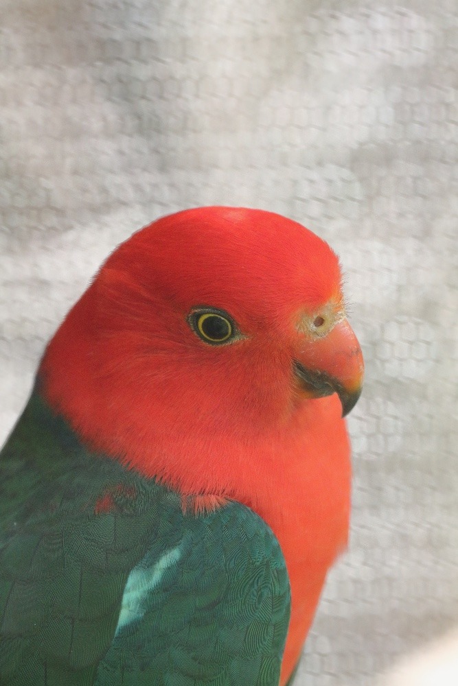 動物園のインコたち（埼玉県/埼玉県こども動物自然公園/キンショウジョウインコ(♂))