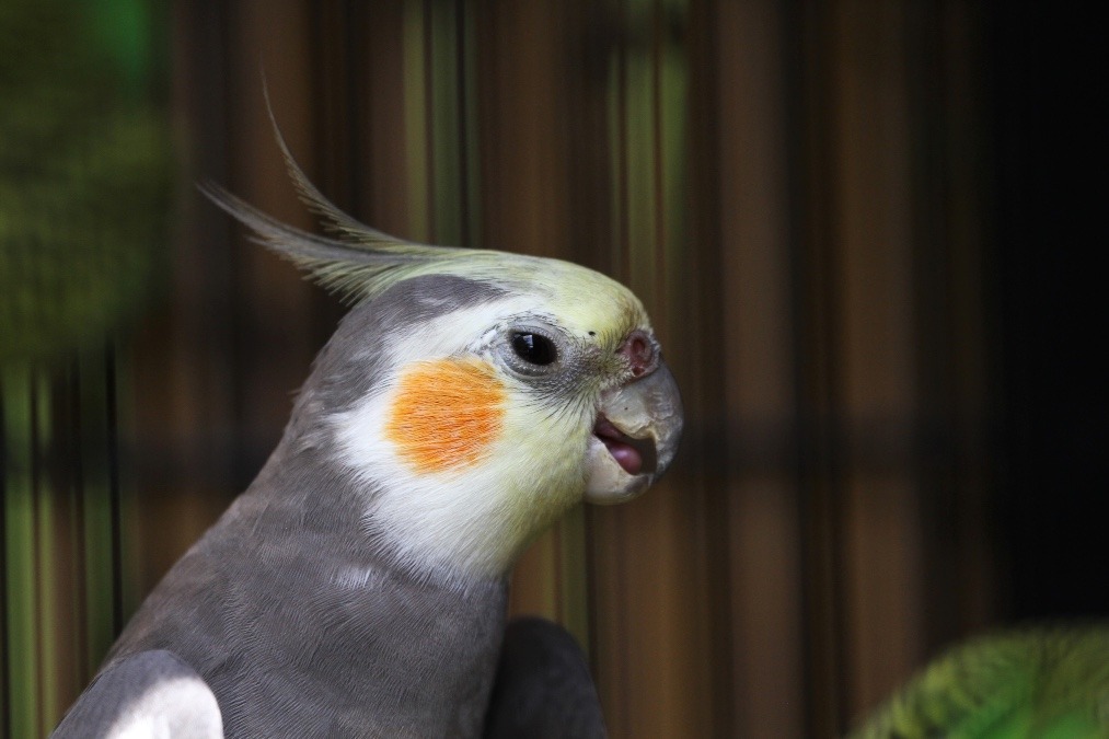 動物園のインコたち（埼玉県/埼玉県こども動物自然公園/オカメインコ)