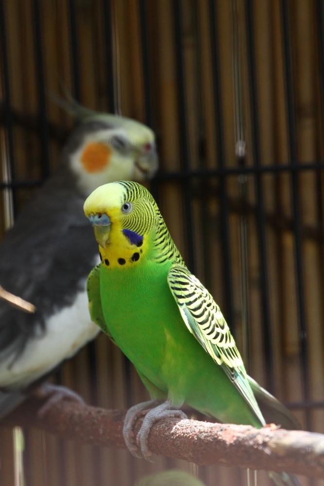 動物園のインコたち（埼玉県/埼玉県こども動物自然公園/セキセイインコ)