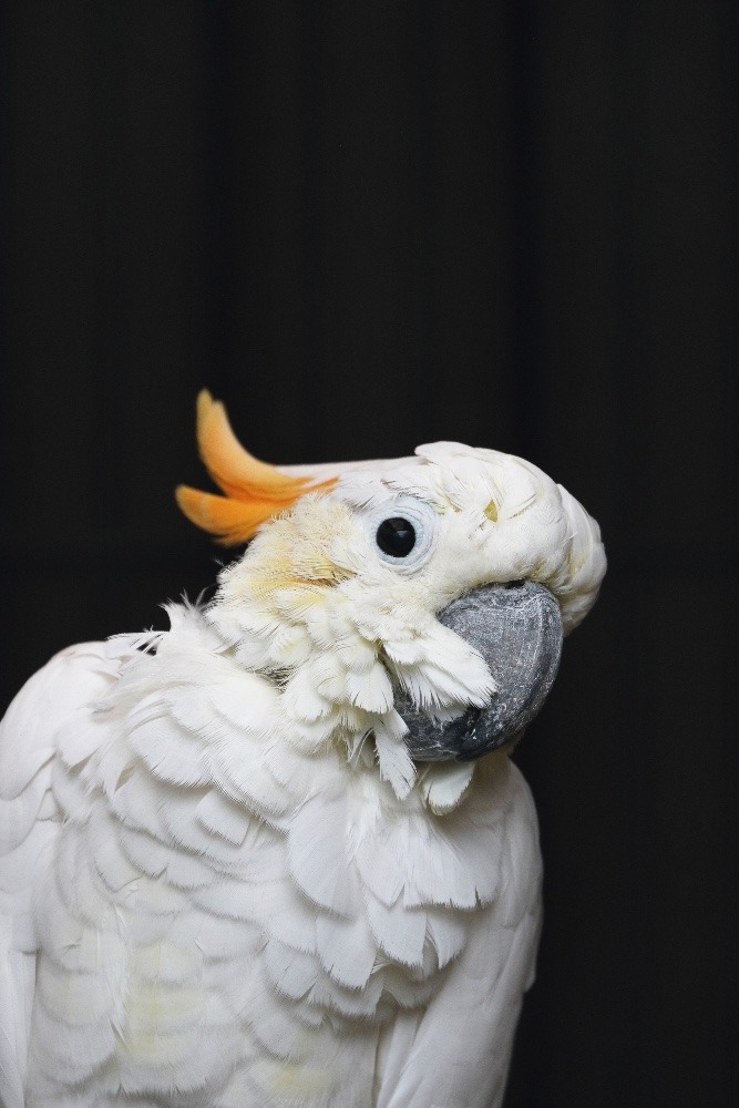 動物園のインコたち（埼玉県/埼玉県こども動物自然公園/コキサカオウム)