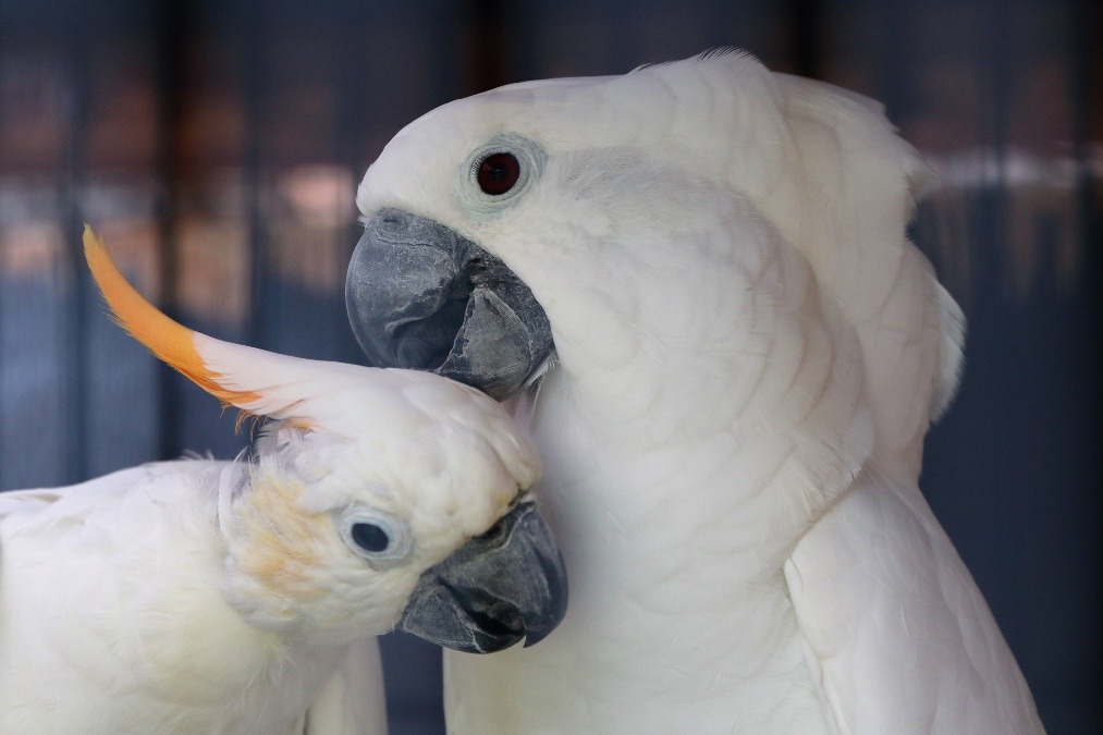 動物園のインコたち（埼玉県/埼玉県こども動物自然公園/タイハクオウム)