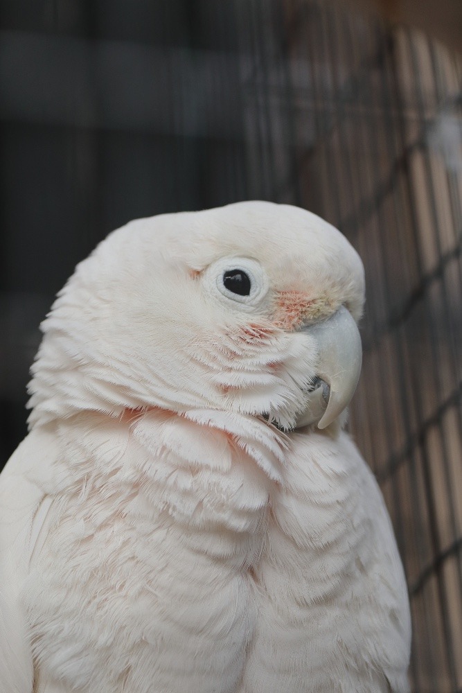 動物園のインコたち（埼玉県/埼玉県こども動物自然公園/シロビタイムジオウム)