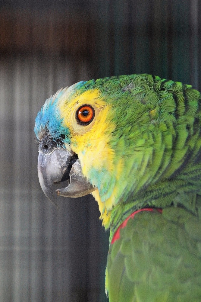 動物園のインコたち（埼玉県/埼玉県こども動物自然公園/アオボウシインコ)