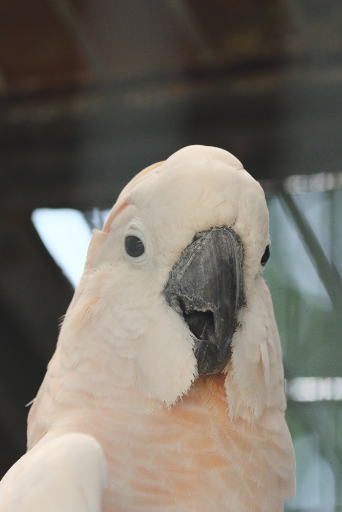 動物園のインコたち（埼玉県/埼玉県こども動物自然公園/オオバタン)