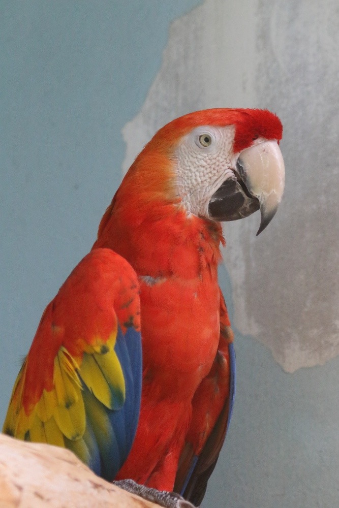 動物園のインコたち（埼玉県/埼玉県こども動物自然公園/アカコンゴウインコ)