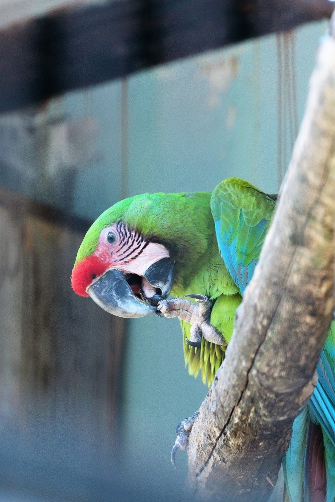 動物園のインコたち（埼玉県/埼玉県こども動物自然公園/ミドリコンゴウインコ)