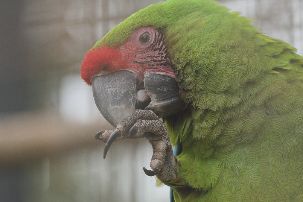動物園のインコたち（埼玉県/埼玉県こども動物自然公園/ヒワコンゴウインコ)