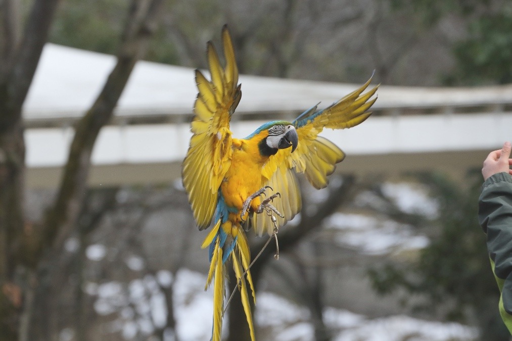 動物園のインコたち（埼玉県/埼玉県こども動物自然公園/ルリコンゴウインコ)