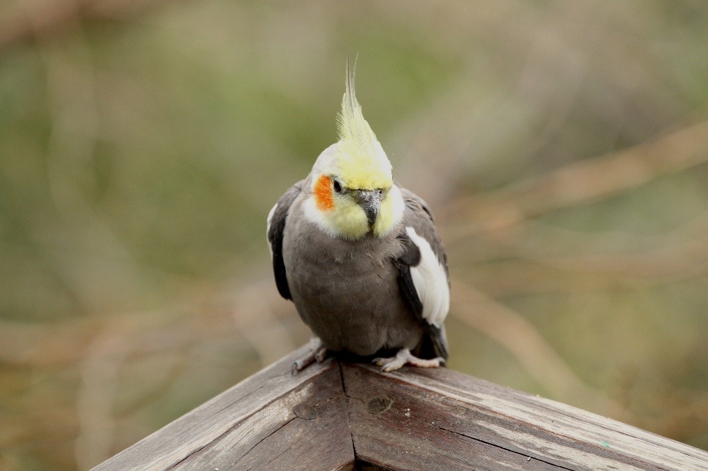 動物園のインコたち（埼玉県/キャンベルタウン野鳥の森/オカメインコ)