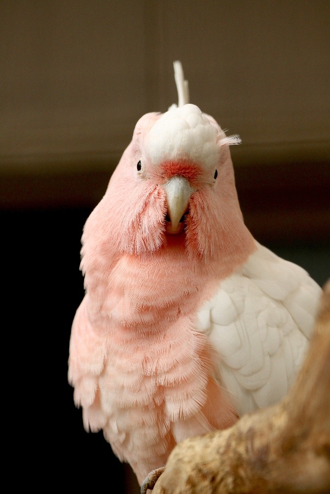 動物園のインコたち（埼玉県/キャンベルタウン野鳥の森/クルマサカオウム)