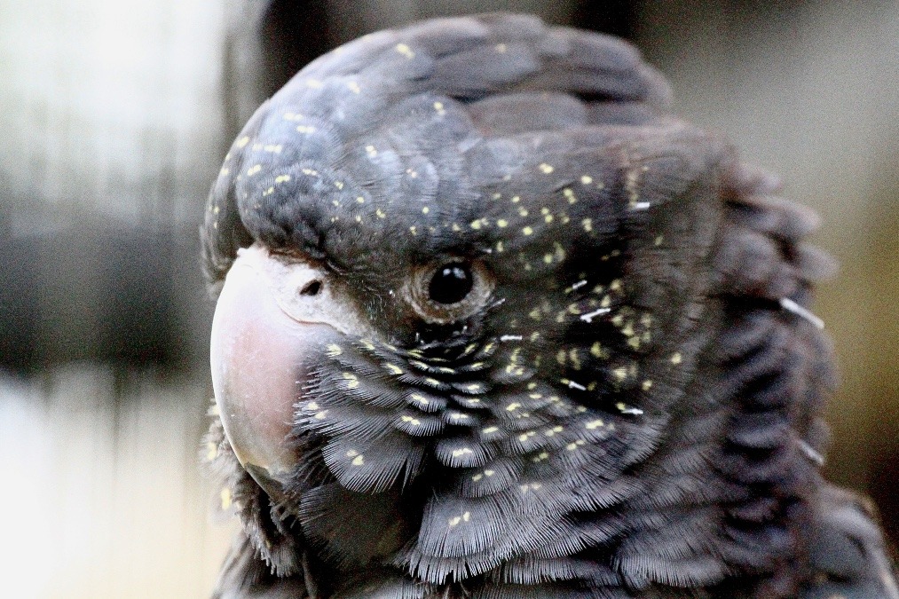 動物園のインコたち（埼玉県/キャンベルタウン野鳥の森/アカオクロオウム)